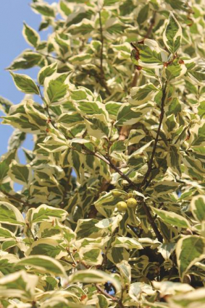 Plante naturale de exterior - Cornus Mas