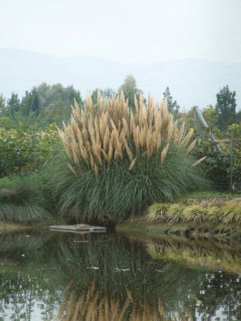 Arbori si arbusti naturali - Cortaderia Selloana (Gynerium Argenteum)