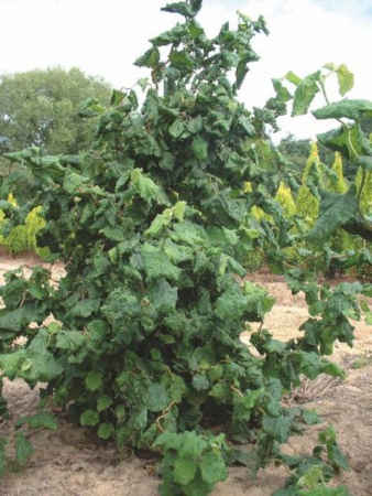 Plante Naturale - Corylus Avellana Contorta