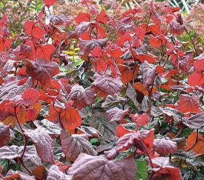 Plante Naturale - Corylus Avellana Red Majestic