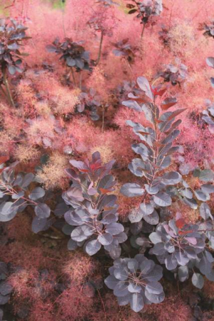 Plante naturale de exterior - Cotinus Coggygria Royal Purple