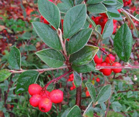Plante Naturale - Cotoneaster Franchetii