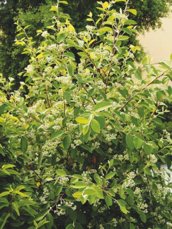 Plante Naturale - Cotoneaster Lacteus