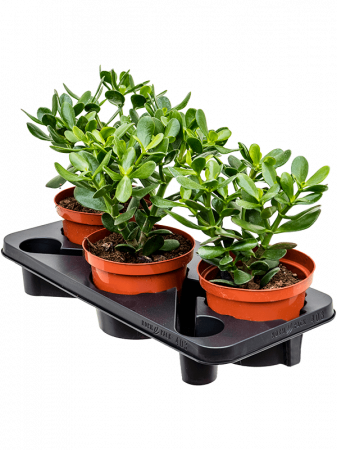 Cactusi si suculente - Crassula ovata 3 buc/set 35 cm