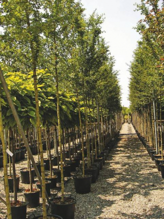 Arbori si arbusti naturali - Crataegus Ox. Paul'S Scarlet