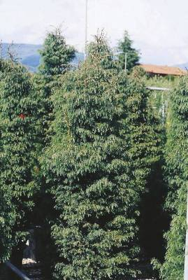 Plante Naturale - Cryptomeria Japonica Elegans