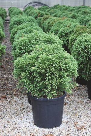 Plante Naturale - Cryptomeria Japonica Globosa Nana