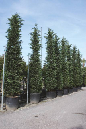 Arbori si arbusti naturali - Cupressocyparis Leylandii