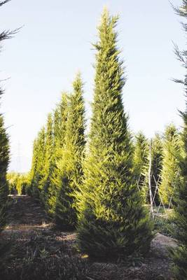 Arbori si arbusti naturali - Cupressocyparis Leylandii C.W.Gold