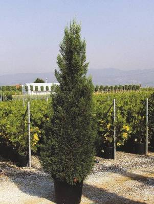 Plante Naturale - Cupressocyparis Leylandii Pyramidalis (L. 2001)