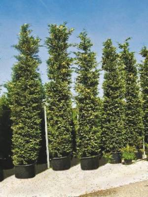 Plante Naturale - Cupressocyparis Leylandii Variegatus