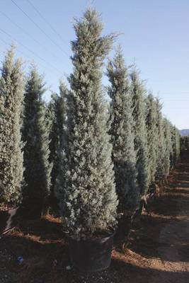 Arbori si arbusti naturali - Cupressus Arizonica Fastigiata Glauca