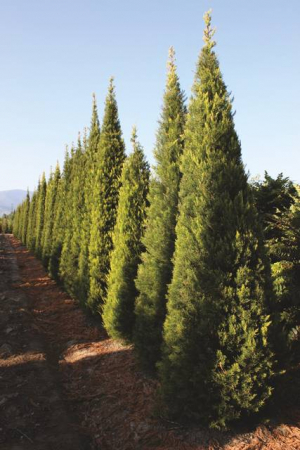 Arbori si arbusti naturali - Cupressus Macrocarpa Goldcrest