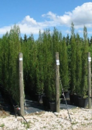 Plante Naturale - Cupressus Sempervirens "Agrimed N.1"