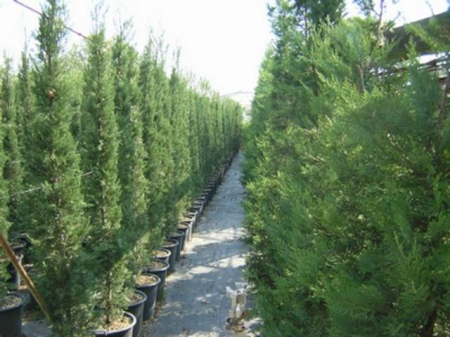 Plante Naturale - Cupressus Sempervirens "Bolgheri"