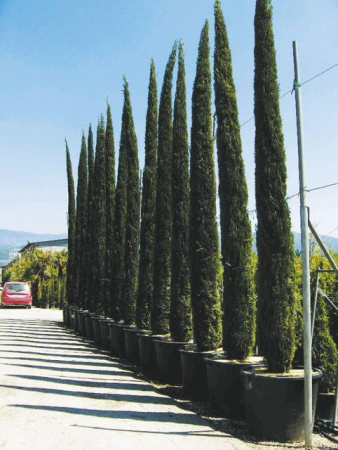 Plante Naturale - Cupressus Sempervirens Pyramidalis (Stricta)