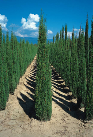 Arbori si arbusti naturali - Cupressus Sempervirens Totem