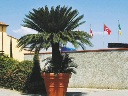 Arbori si arbusti naturali - Cycas Revoluta