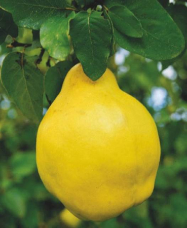 Arbori si arbusti naturali - Cydonia Oblonga (Melo Cotogno)