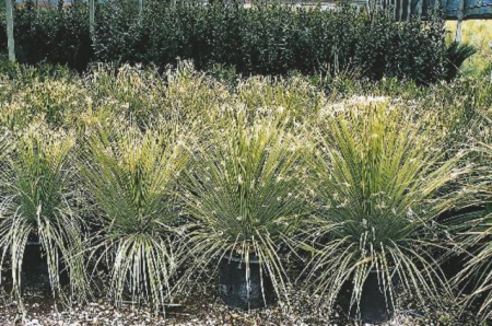 Arbori si arbusti naturali - Dasylirion Serratifolium Gracilis