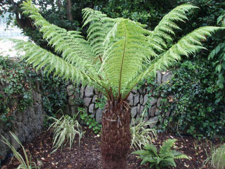 Plante Naturale - Dicksonia Antartica