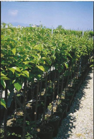 Arbori si arbusti naturali - Diospyros Kaki