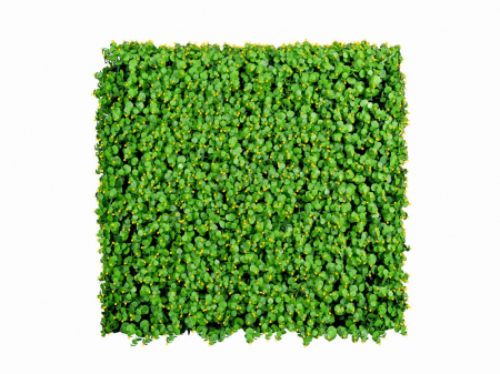 Plante Artificiale - Dischidia galbenă