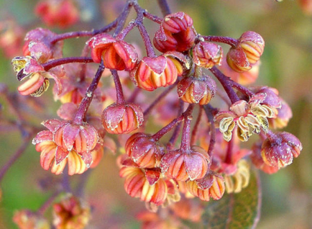 Arbori si arbusti naturali - Dodonaea Viscosa Purpurea