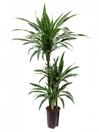 Plante in ghiveci - Dracaena deremensis 'Warneckei' 100 cm