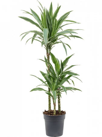 Dracaena - Dracaena deremensis 'Warneckei' 105 cm