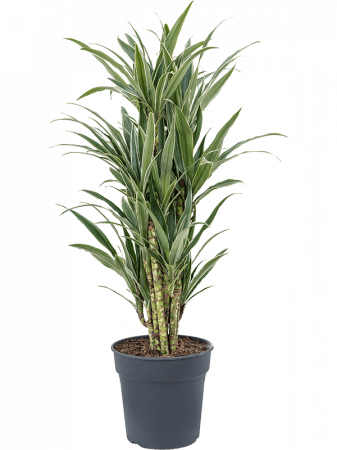 Dracaena deremensis 'Warneckei' 110 cm [2]