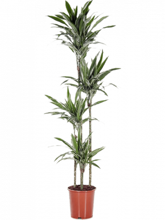 Dracaena deremensis 'Warneckei' 170 cm [2]