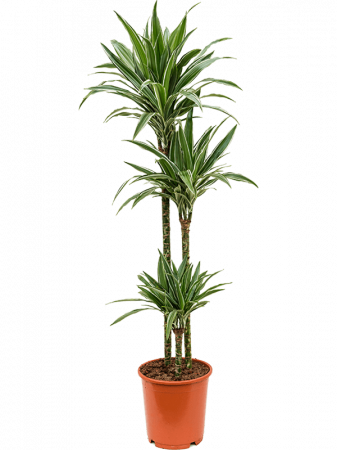 Plante Naturale - Dracaena deremensis 'Warneckei' 130 cm