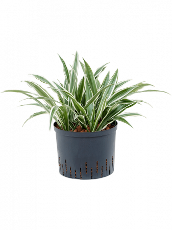 Plante Naturale - Dracaena deremensis 'White Stripe' 45 cm