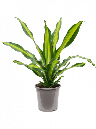 Plante Naturale - Dracaena fragrans 'Burley' 80 cm
