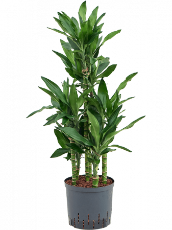 Dracaena - Dracaena fragrans 'Burundii' 90 cm