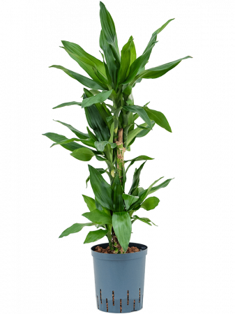 Plante Naturale - Dracaena fragrans 'Burundii' 95 cm