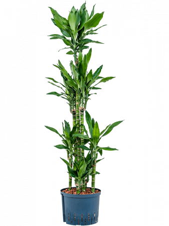 Hidrocultura - Dracaena fragrans 'Burundii' 140 cm