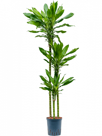 Plante naturale de interior - Dracaena fragrans 'Burundii' 140 cm