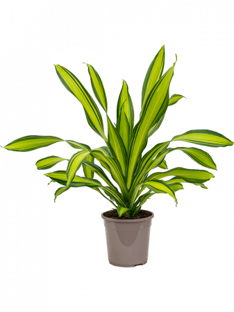 Plante Naturale - Dracaena fragrans 'Charley' 90 cm