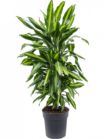 Plante Naturale - Dracaena fragrans 'Cintho' 95 cm