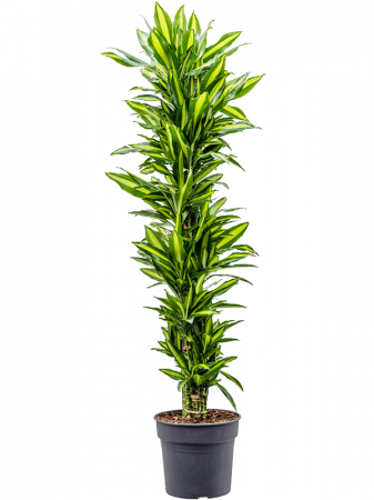 Dracaena fragrans 'Cintho' 170 cm [2]