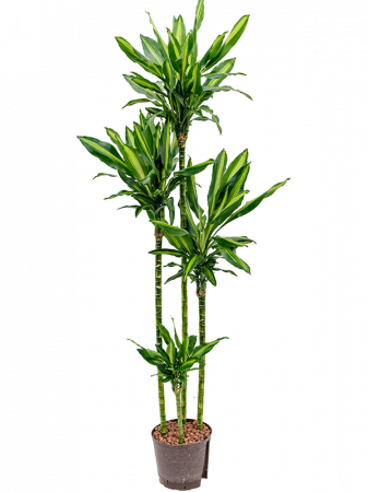 Plante Naturale - Dracaena fragrans 'Cintho' 170 cm