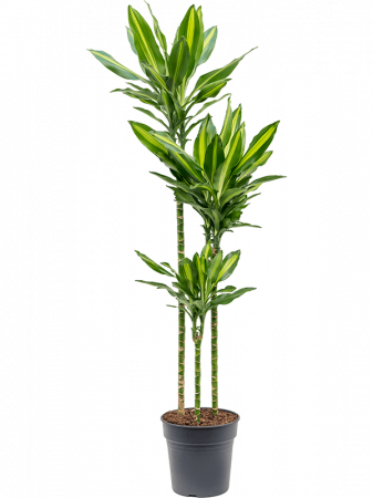 Plante Naturale - Dracaena fragrans 'Cintho' 145 cm