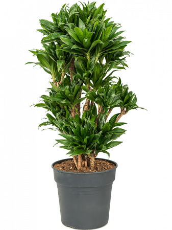 Plante Naturale - Dracaena fragrans 'Compacta' 100 cm