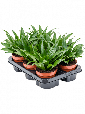 Plante Naturale - Dracaena fragrans 'Compacta' 6 buc/set 25 cm