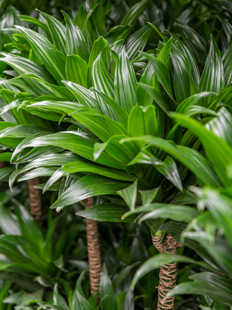 Dracaena fragrans 'Compacta' 25 cm [1]