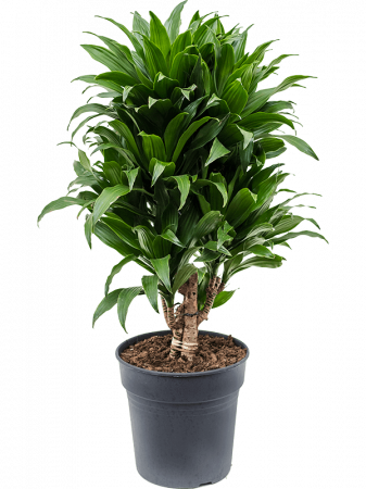 Plante Naturale - Dracaena fragrans 'Compacta' 65 cm