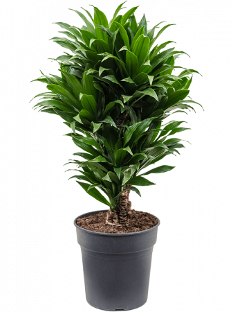 Plante Naturale - Dracaena fragrans 'Compacta' 80 cm