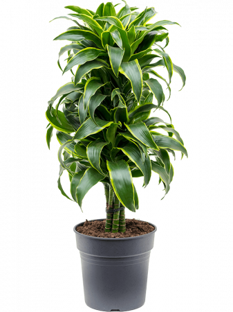 Plante Naturale - Dracaena fragrans 'Dorado' 100 cm